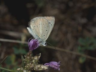 Ali Balinin okgzls (Polyommatus alibalii)