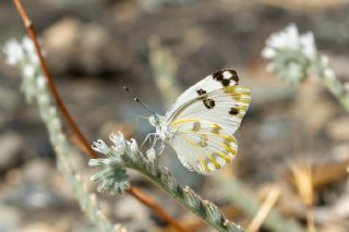 Siirt l Beneklibeyaz (Pontia glauconome)