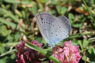 Minik Kupid (Cupido minimus)