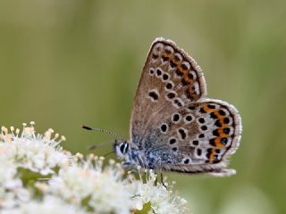 Gm Lekeli Esmergz (Plebejus argus)