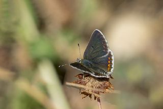 okgzl Orman Esmeri (Aricia artaxerxes)