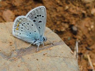 okgzl Mavi (Polyommatus icarus)