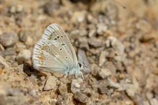 okgzl Turkuvaz Mavisi (Polyommatus dorylas)