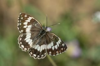 Anadolu Melikesi (Melanargia larissa)