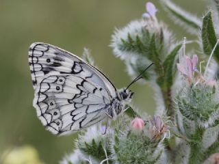 Anadolu Melikesi (Melanargia larissa)