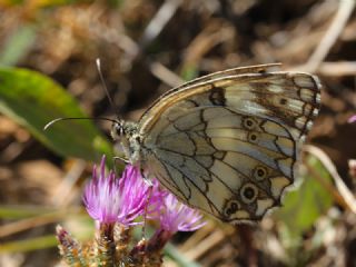 Anadolu Melikesi (Melanargia larissa)