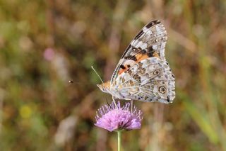 Diken Kelebei (Vanessa cardui)