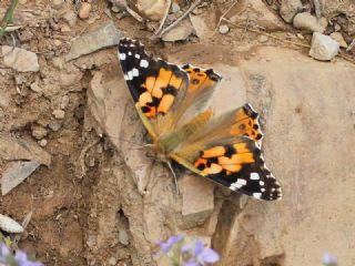 Diken Kelebei (Vanessa cardui)