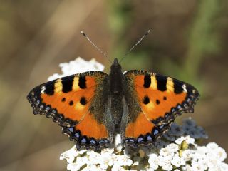 Aglais (Aglais urticae)