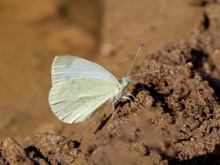 Da Beyazmelei (Pieris ergane)