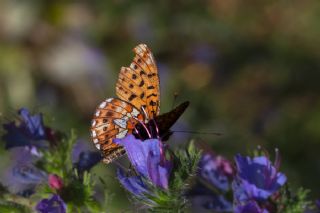 Beyaz nci (Clossiana euphrosyne)