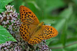 Cengaver (Argynnis paphia)