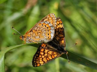 Nazuum (Euphydryas aurinia)