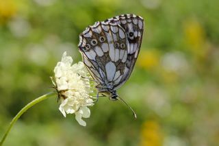 Orman Melikesi (Melanargia galathea)