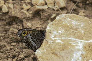 Seyit (Arethusana arethusa)