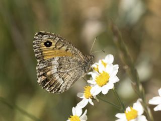 Seyit (Arethusana arethusa)