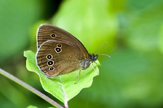 Halkack (Aphantopus hyperantus)