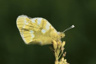 Zegris (Zegris eupheme)