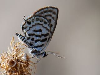 Balkan Kaplan (Tarucus balkanicus)