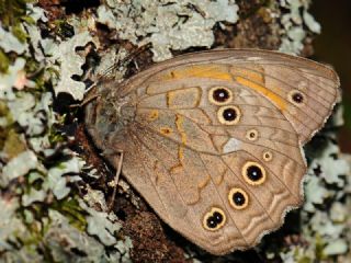 Aa Esmeri (Kirinia roxelana)