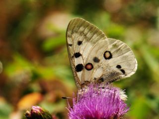 Apollo (Parnassius apollo)