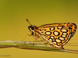 Beyaz Benekli Zpzp (Heteropterus morpheus)