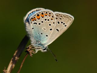 okgzl Amanda (Polyommatus amandus)