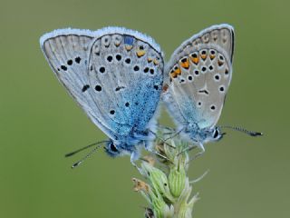 okgzl Amanda (Polyommatus amandus)