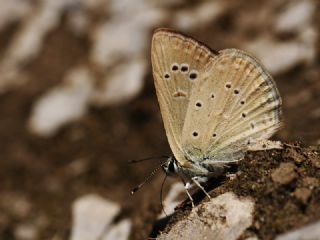 Anormal okgzl (Polyommatus admetus)
