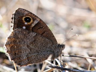 Aa Karamelei (Hipparchia statilinus)