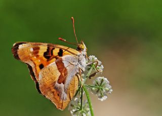 Anadolu ehzadesi (Thaleropis ionia)