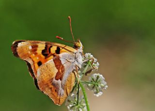 Anadolu ehzadesi (Thaleropis ionia)