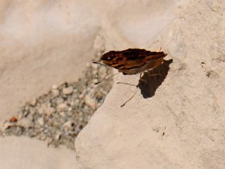 Anadolu ehzadesi (Thaleropis ionia)