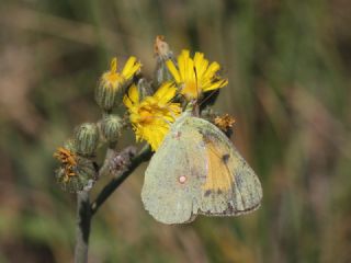 Anadolu Azameti (Colias aurorina)