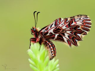 Gney Fistosu (Zerynthia polyxena)