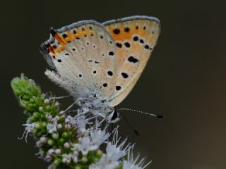 Anadolu Ate Gzeli (Lycaena asabinus)