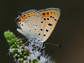 Anadolu Ate Gzeli (Lycaena asabinus)