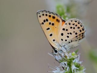 Alev Ategzeli (Lycaena kefersteinii)