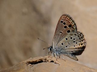 Anadolu Turan Mavisi (Turanana panagaea)