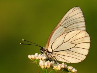 Al Beyaz (Aporia crataegi)