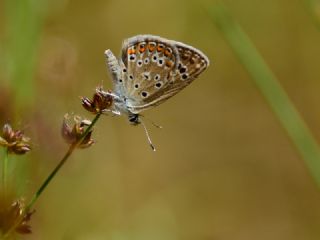 Acem okgzls (Polyommatus alcedo)