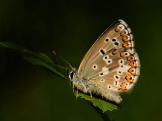 okgzl Anadolu Mavisi (Aricia crassipunctus)