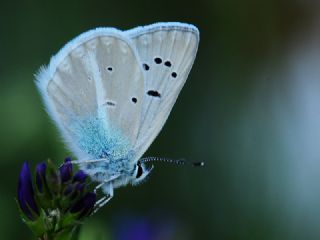 okgzl Ar Mavisi (Polyommatus vanensis)