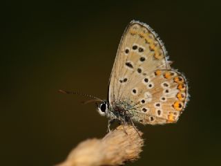 okgzl Balkan Mavisi (Aricia anteros )