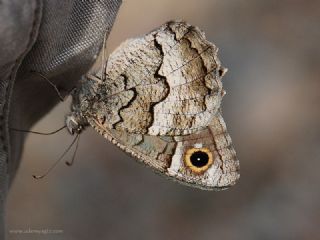 Anadolu Karamelei (Hipparchia fatua)