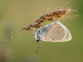 Mazarin Mavisi (Polyommatus semiargus)