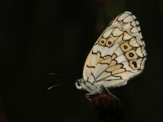 Anadolu Melikesi (Melanargia larissa)