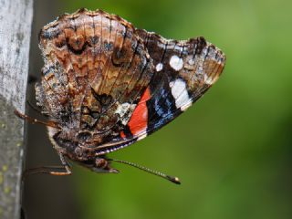 Atalanta (Vanessa atalanta)