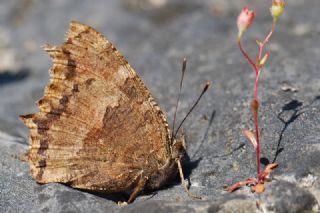 Sar Ayakl Nimfalis (Aglais xanthomelas)