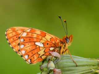 Beyaz nci (Clossiana euphrosyne)